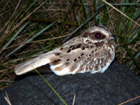 nightjar2